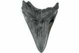 Serrated, Fossil Megalodon Tooth - South Carolina #236061-2